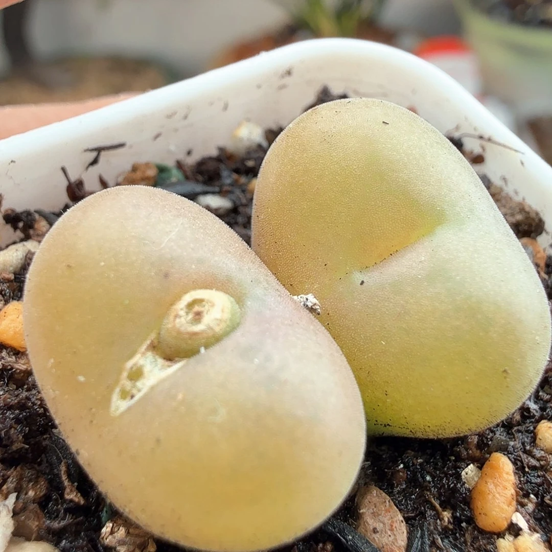 2.9.51/双头空卡佛/多肉植物