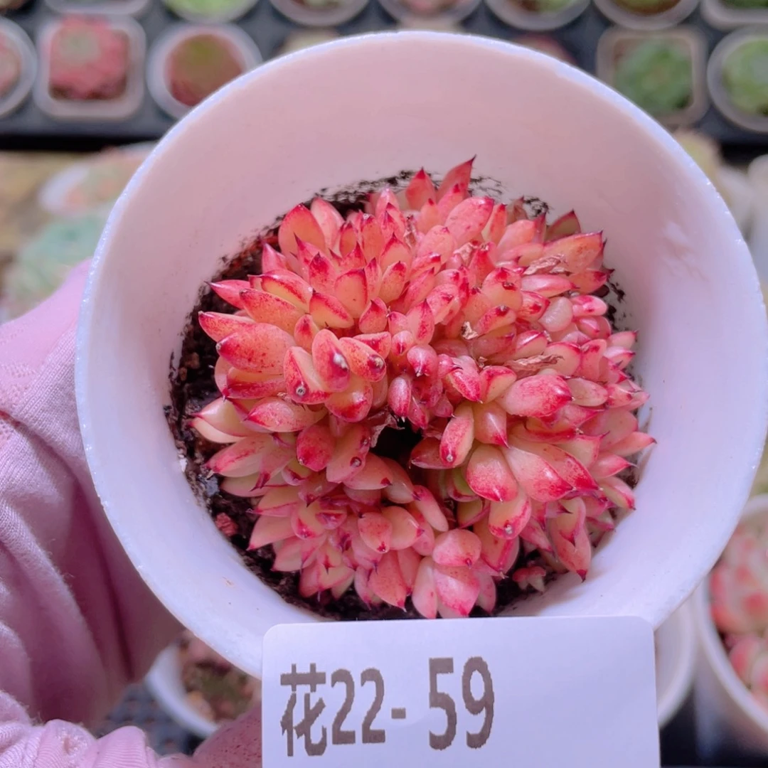 花利美22-59新品缀化