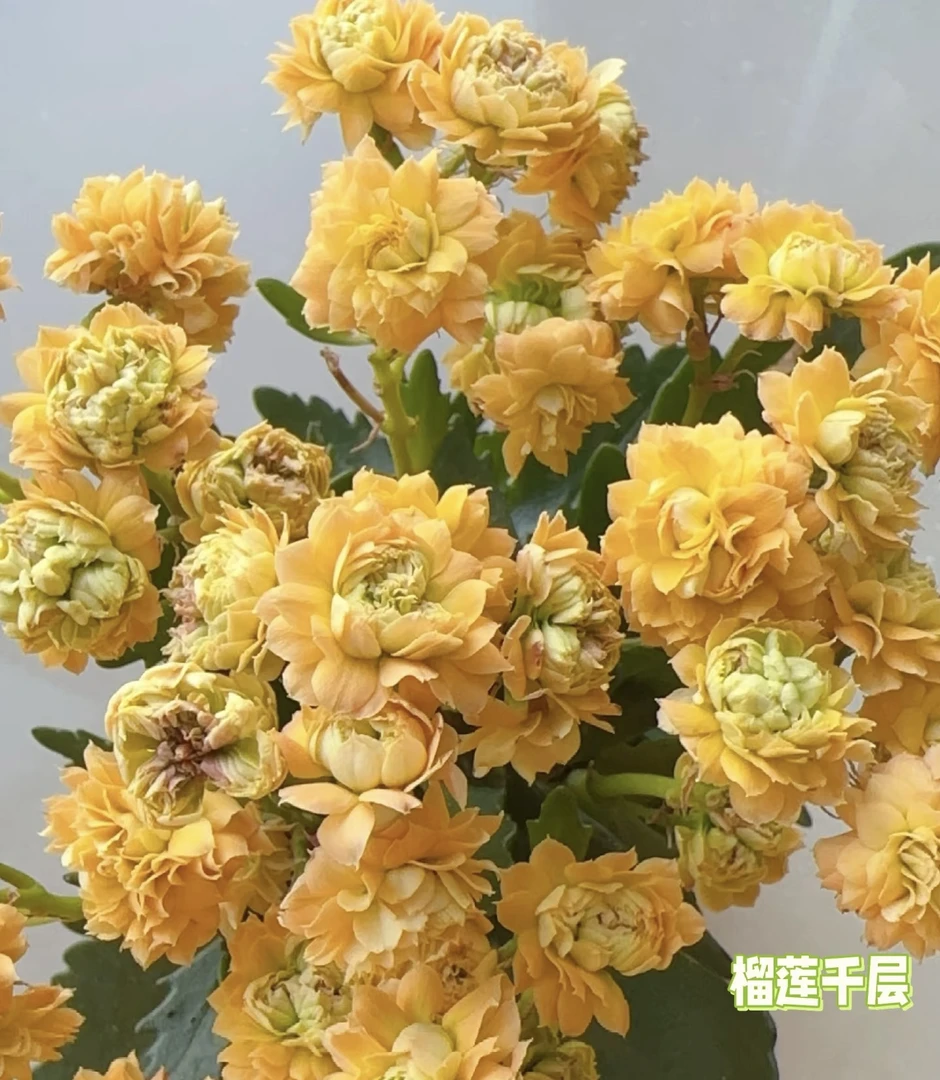 【榴莲千层】110盆长寿花
