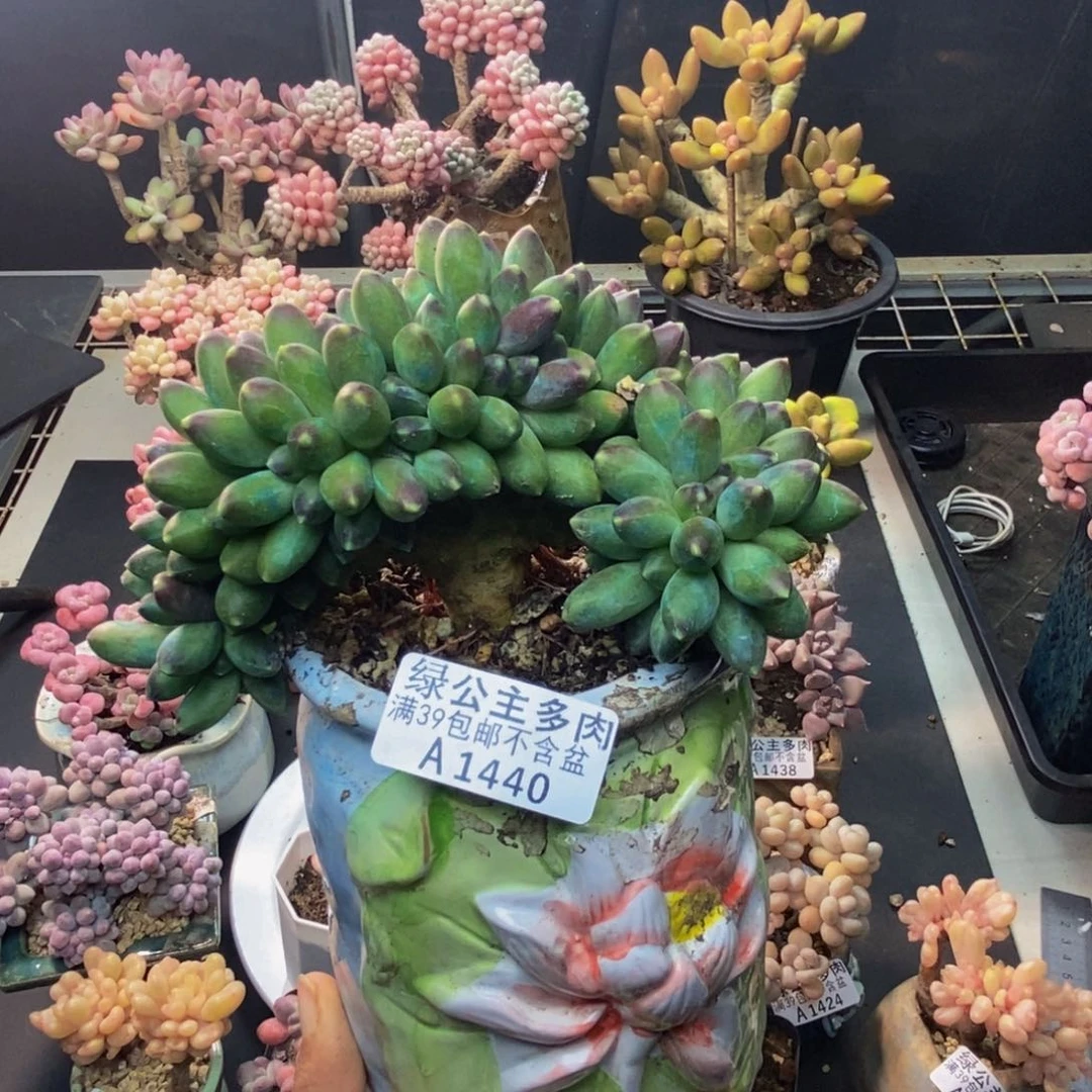 440香蕉树缀多肉11cm