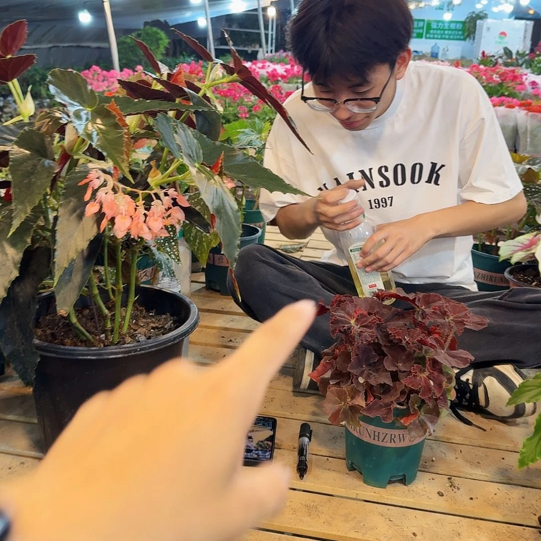 ᰔ***己超大加仑盆鬼灯丸