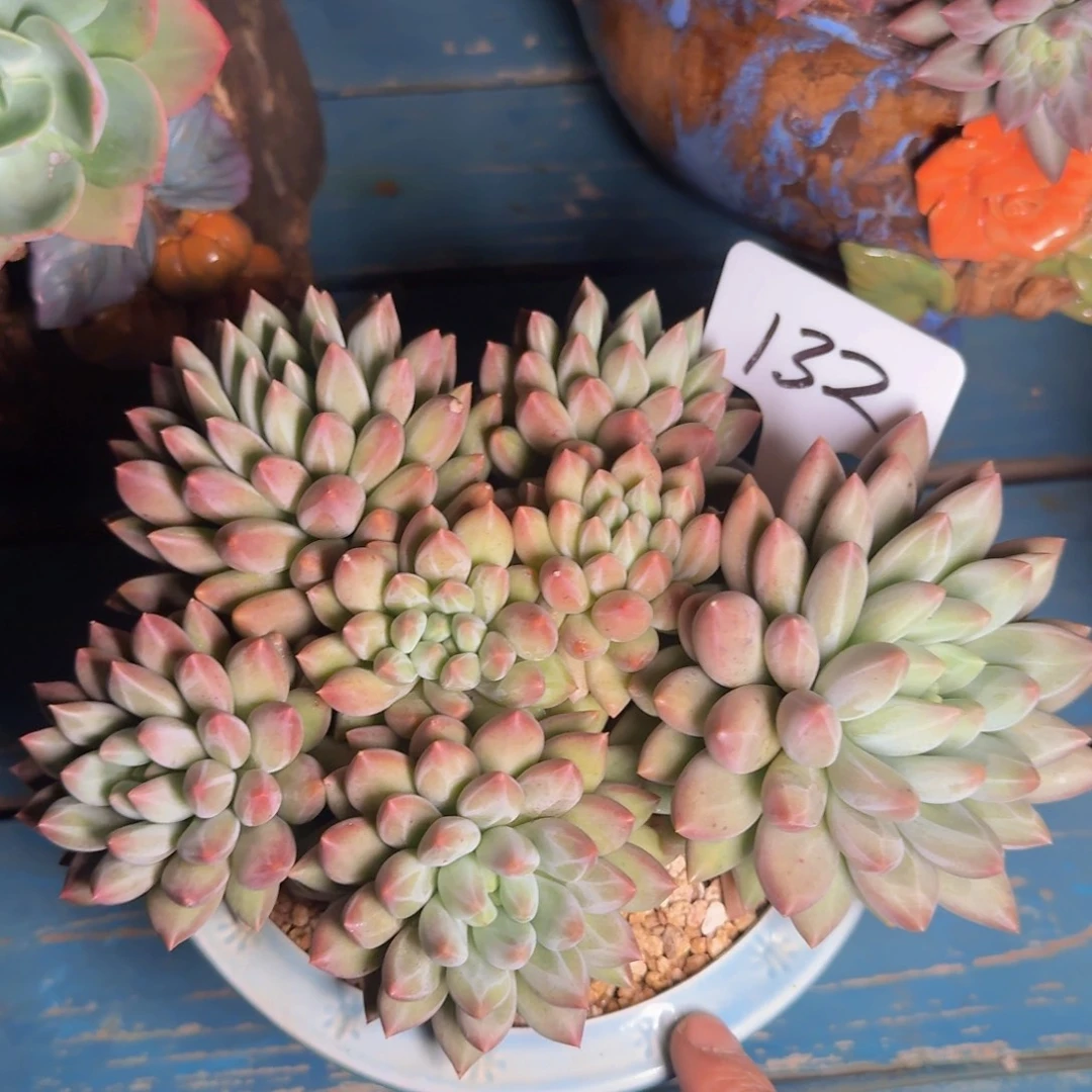 淡***然多肉植物的生长发育与