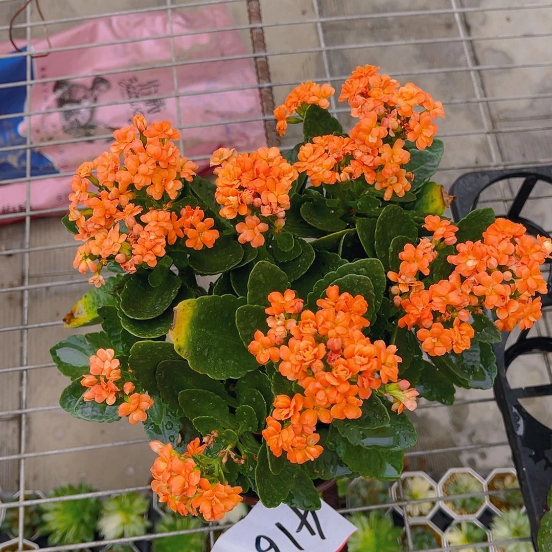 完全开放C****u一物一拍4162