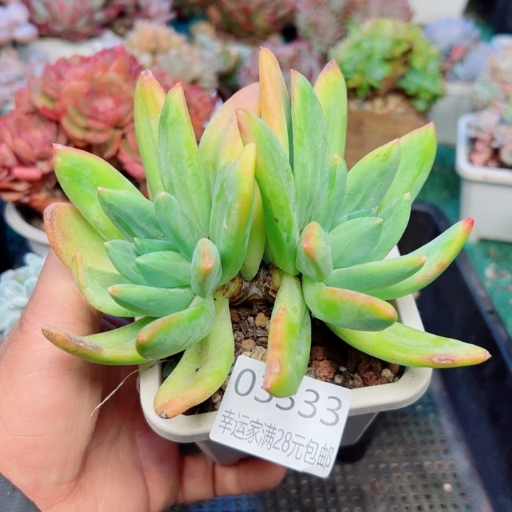 幸运的是我还没遇到过幸运