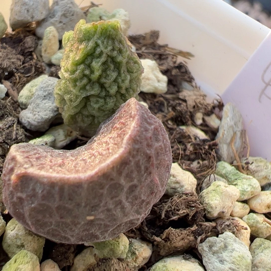 实生新品脑纹大苗多肉植物