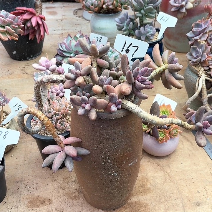 多肉植物，红手指167号