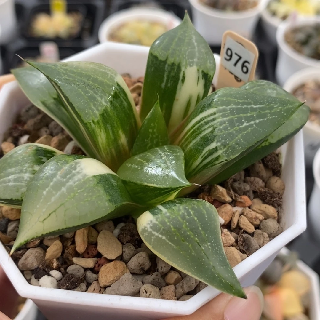 976康平锦一物一拍