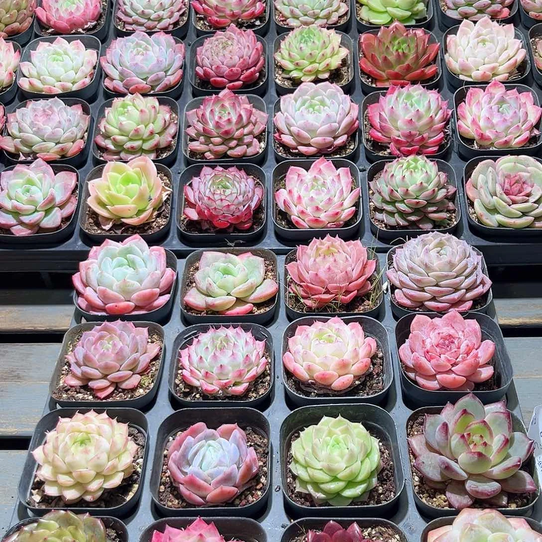 木16颗19.9 6.5cm口径黑方盆单头含盆含土量拍