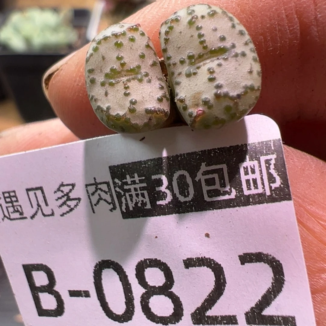 多肉植物1111111111111