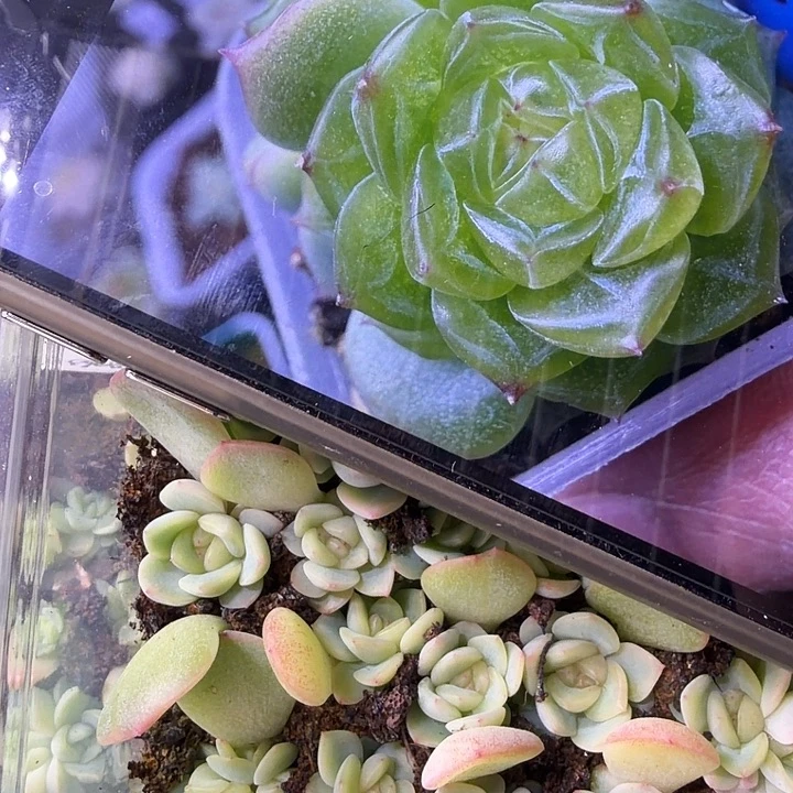 p73甜心随机单头一颗