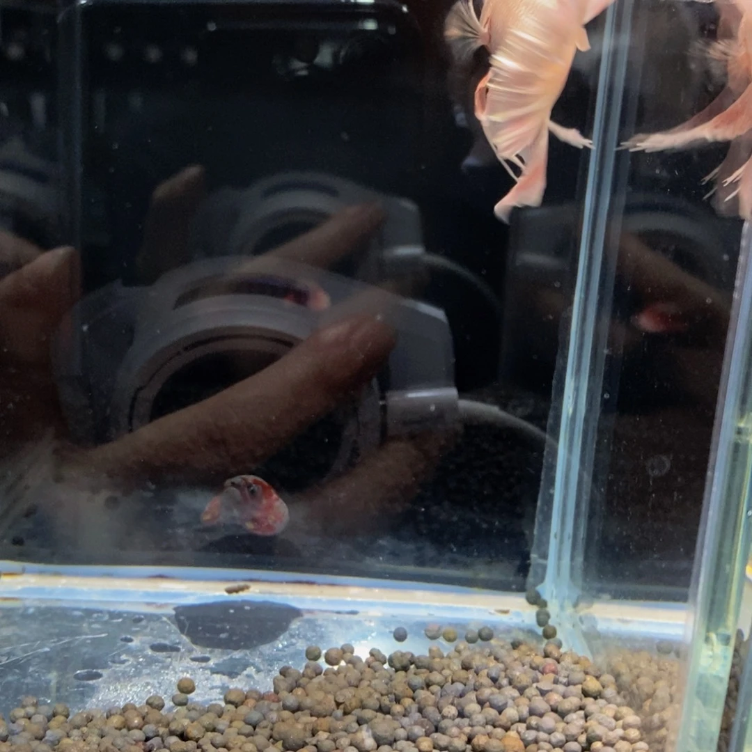斗鱼370巨斗1111111