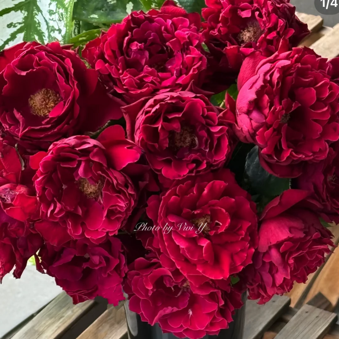 魅力波浪-玫瑰（任意两单包邮，一单需要补运费）