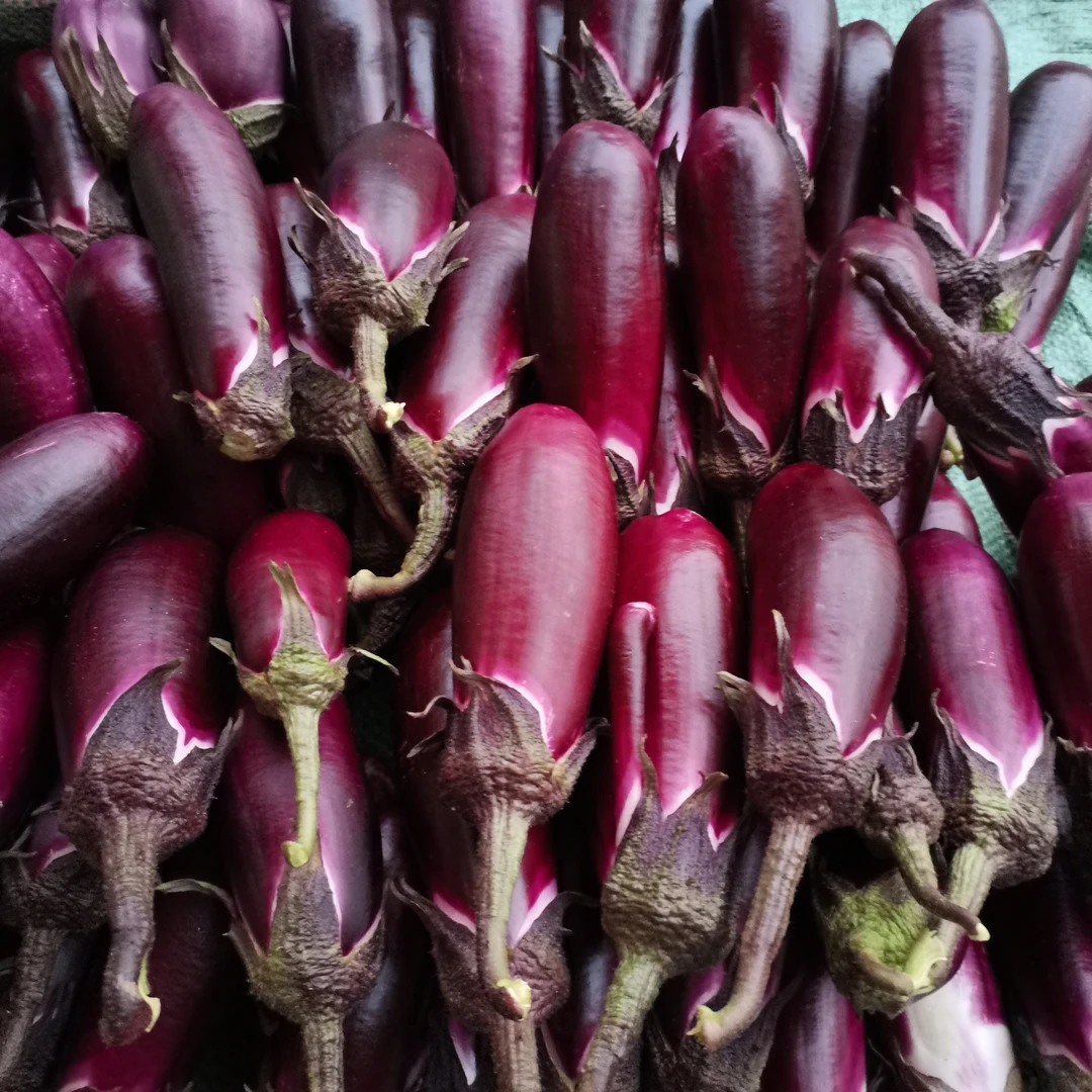 妈妈家自种露天青茄子 紫茄子 不打药无激素 用农家肥