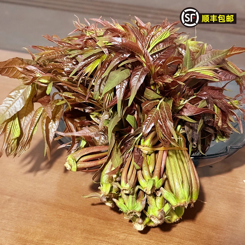 【峡城人家】 陕西新鲜香椿芽250g/500g