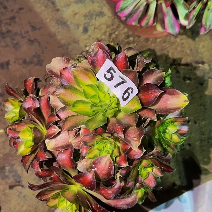 576韶华多肉植物处理不售后