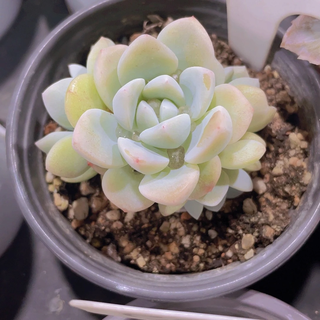 冰玉大树桩a023一物一拍