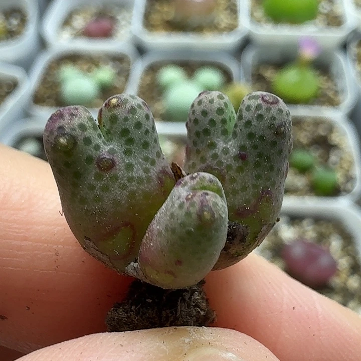 老马生石花95d斑马2720