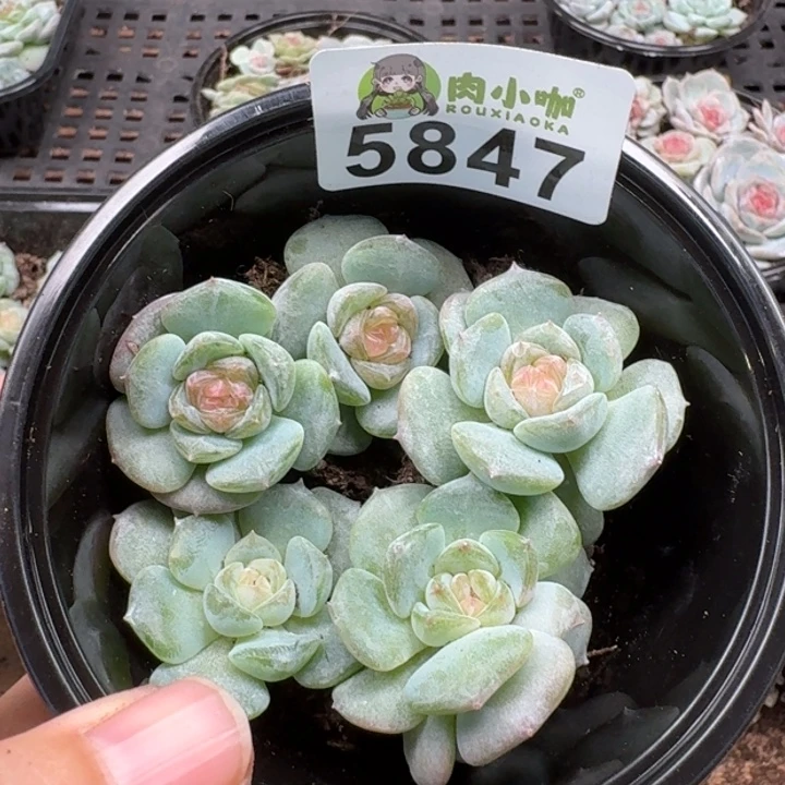 多肉植物多肉植物