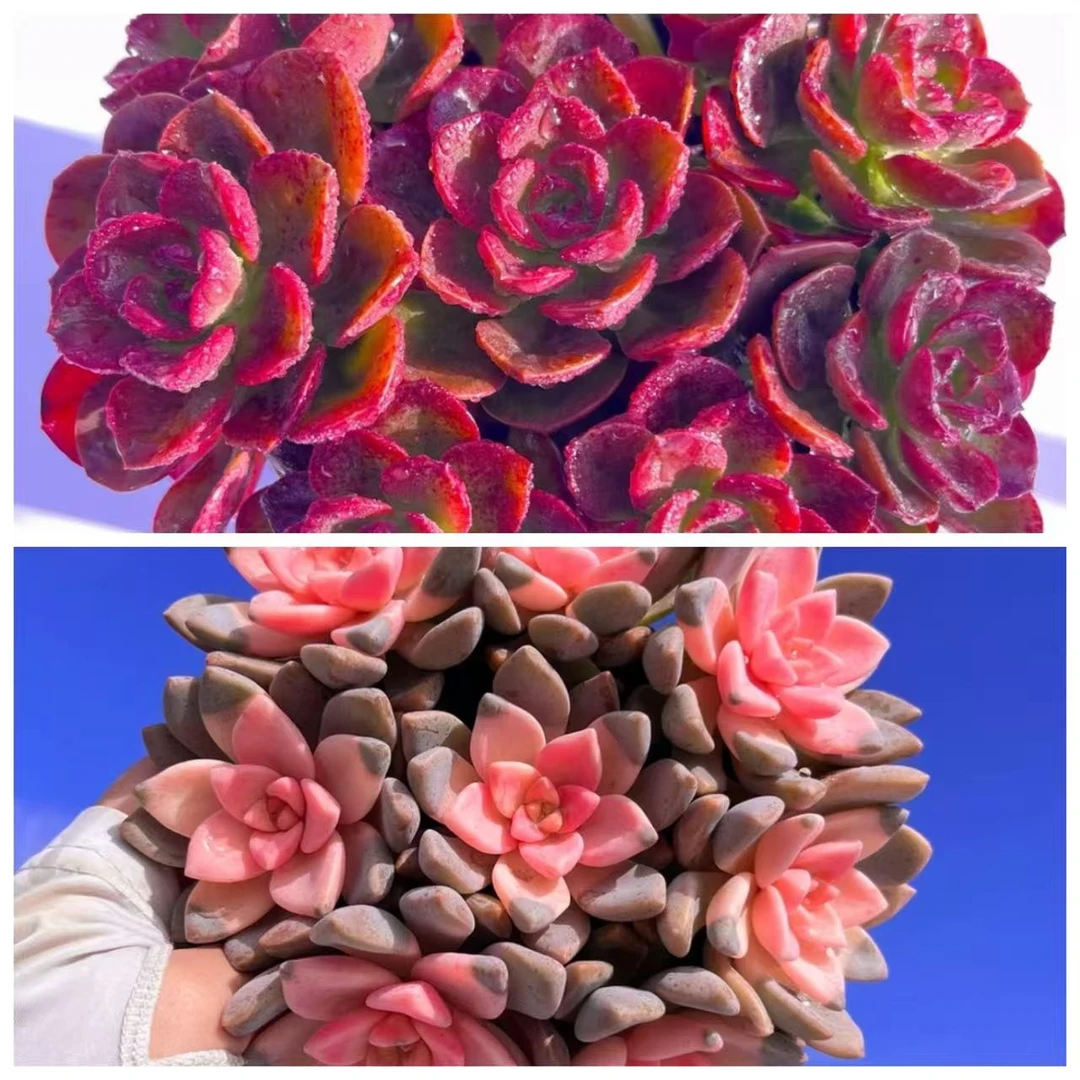 【巧克力+樱花锦】带盆带土 喜阳少水云南发 新手简单好养多肉 包邮