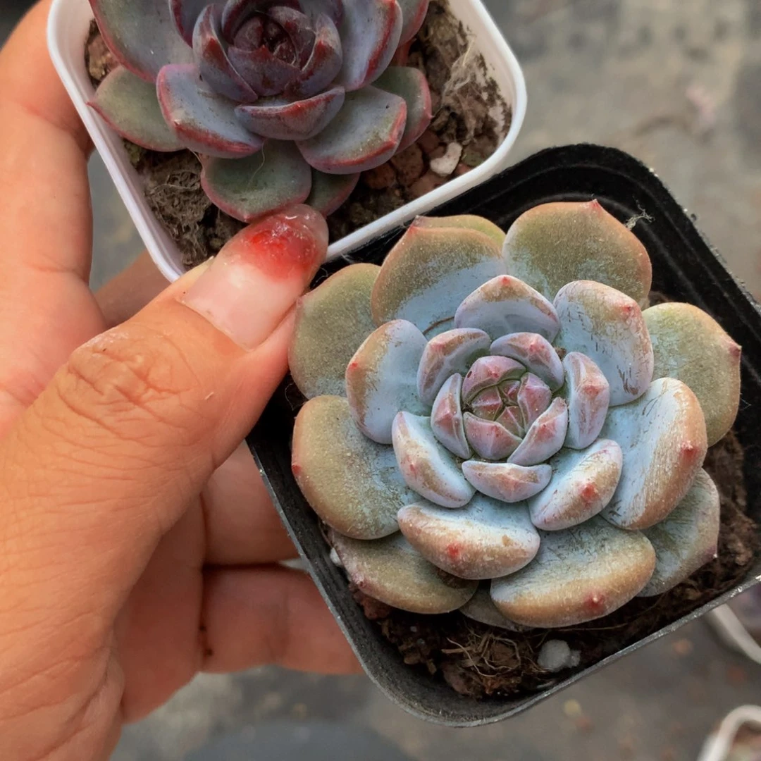 黑橙子 加 星星橙 （满9.99包邮不满9.99发叶子）