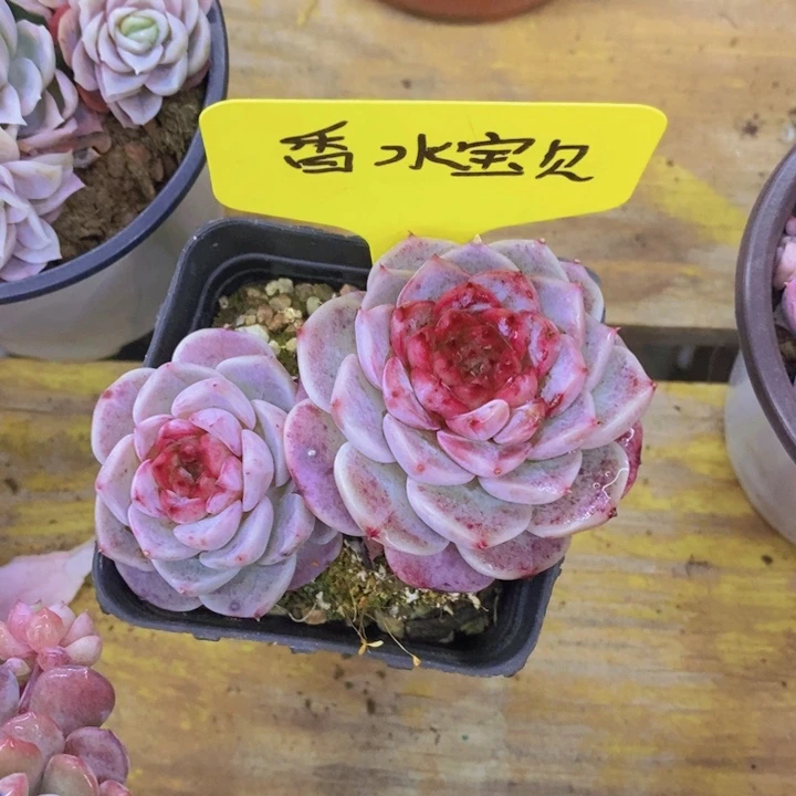 闯*下多肉植物，开心多肉