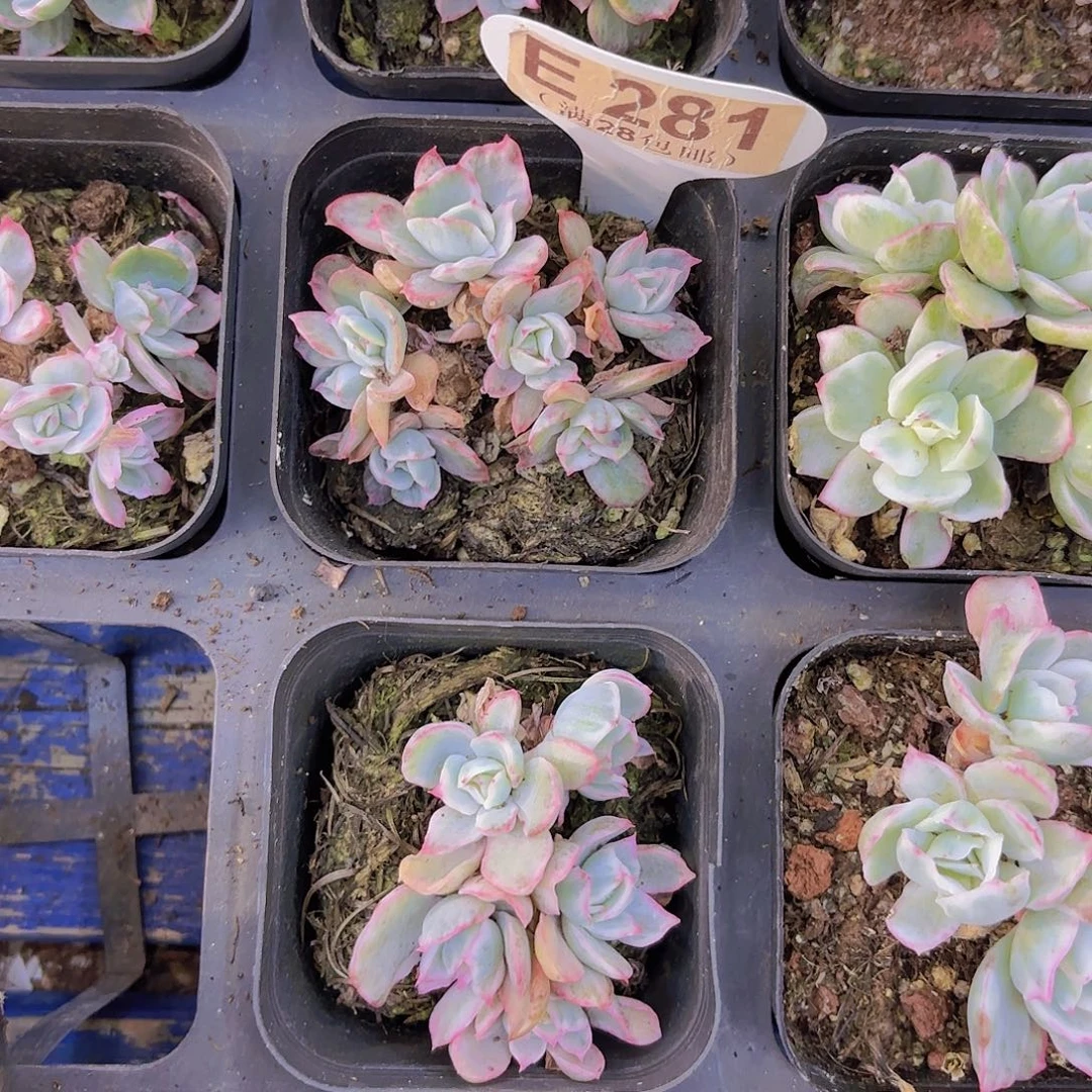 E281伯克利锦一物一拍