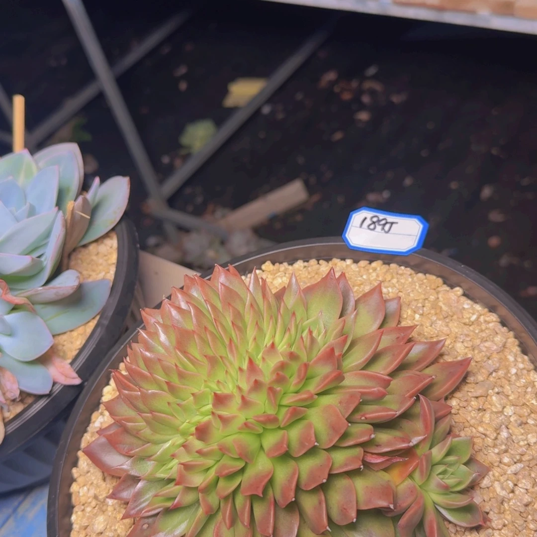 1895不知名缀凡艺多肉