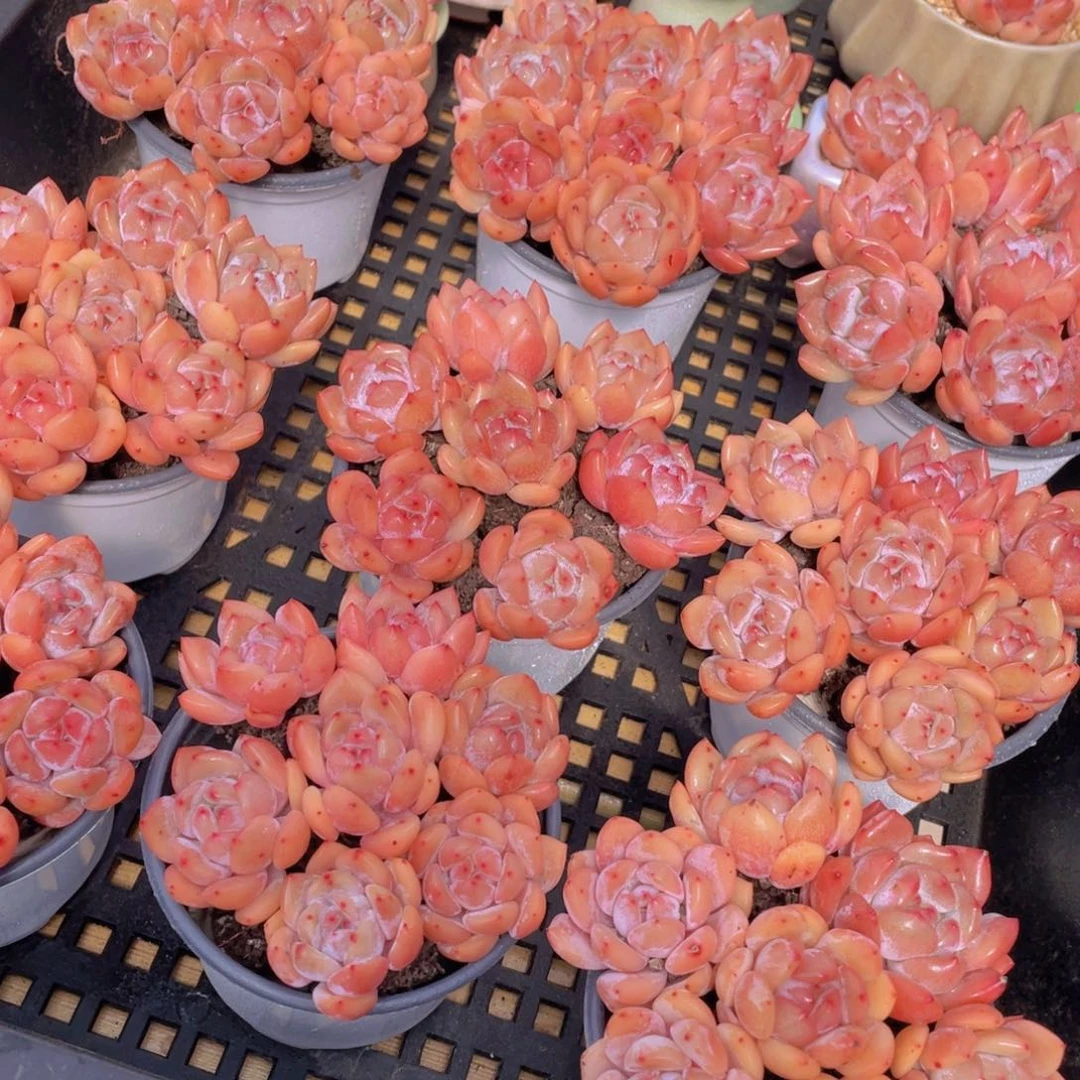 量拍52号 果冻韩版仙女橙单头组合7个