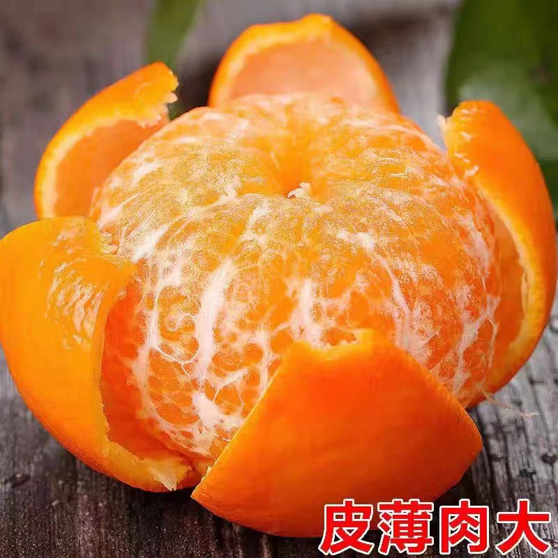 云南高山哀牢山正宗沃柑