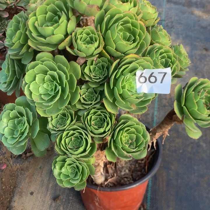 ～***～667绿羊绒多多肉植物