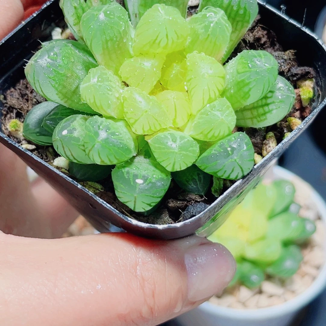 琥珀玉露多肉植物6666