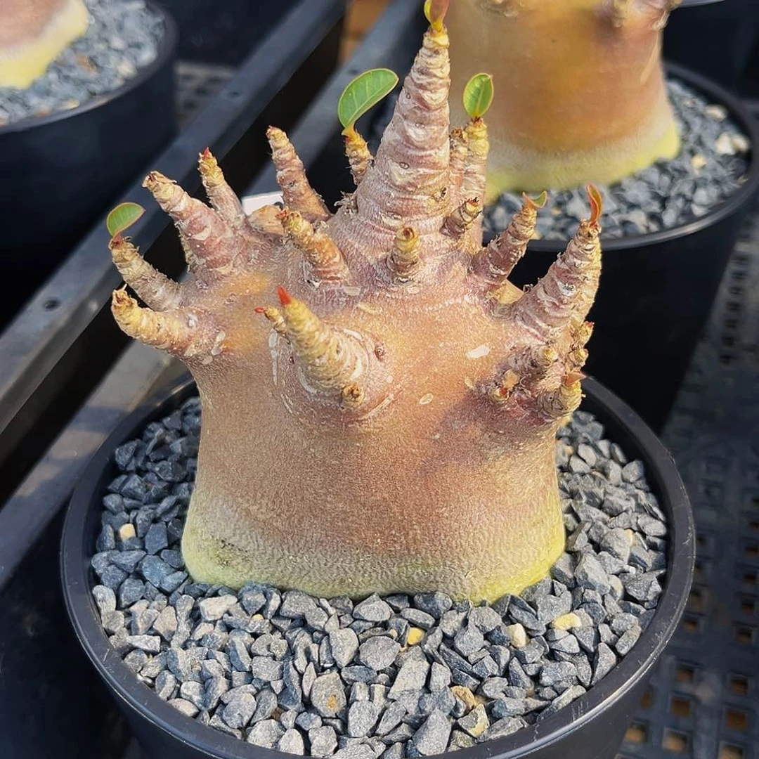 ?***?潮流植物哥斯拉沙枚加保温箱