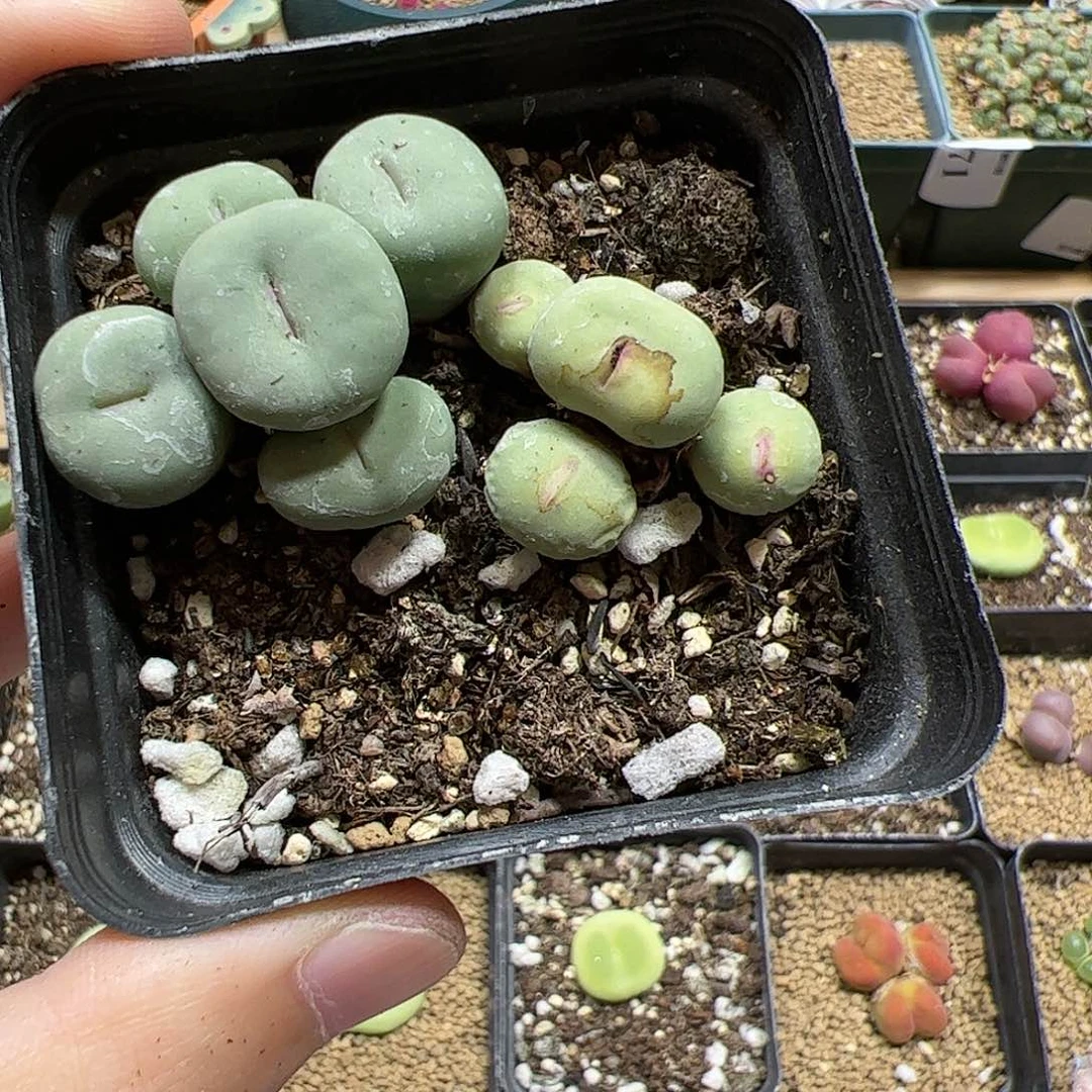 【闪购商品】130 清盒