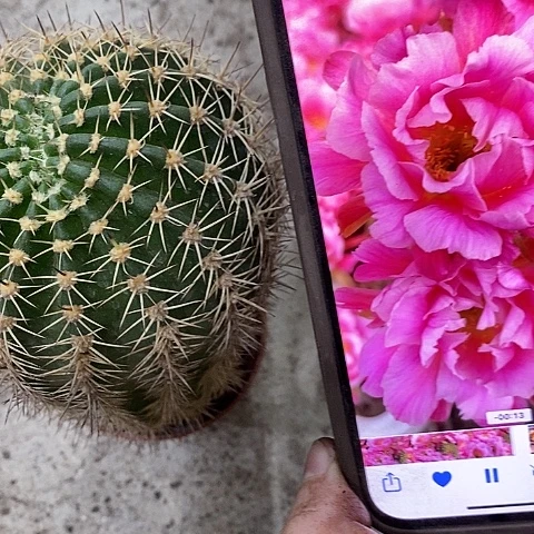 丘比特仙人球，3689000