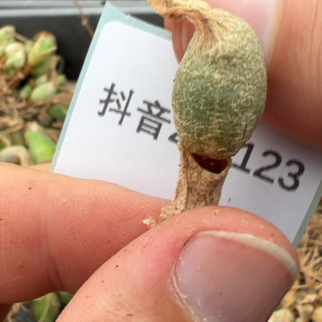 25-123肉锥多肉植物