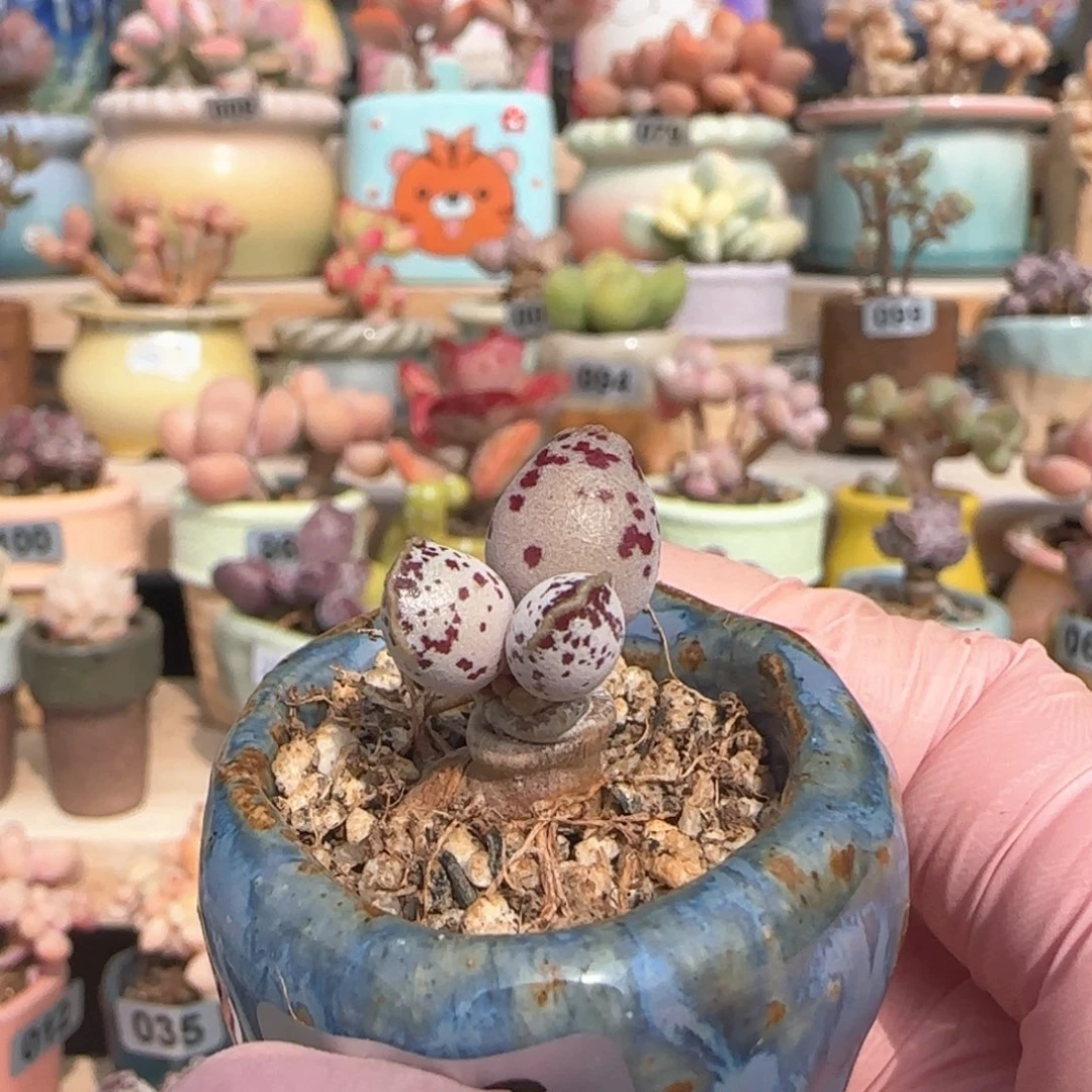 优选 达摩白丸 一物一拍