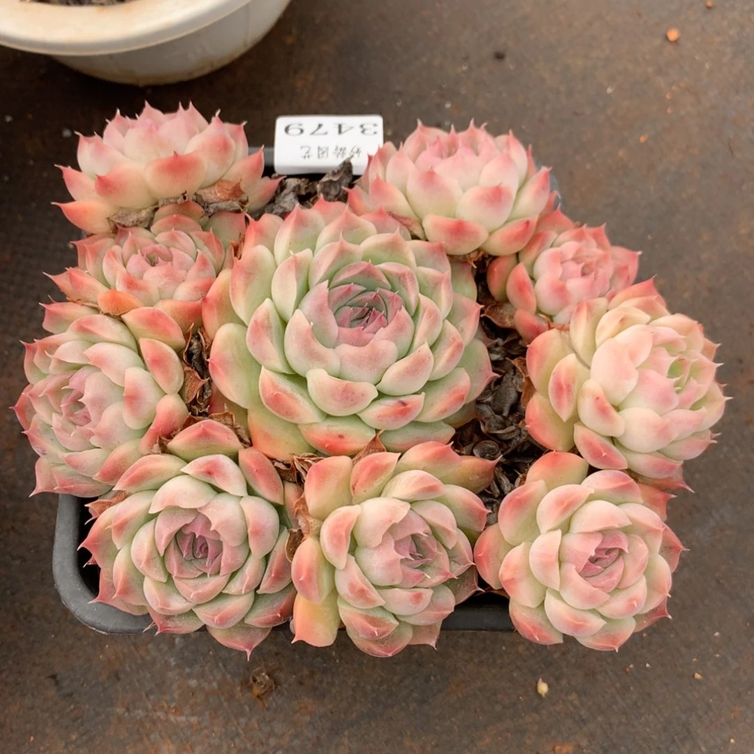 3479新年快乐发发发