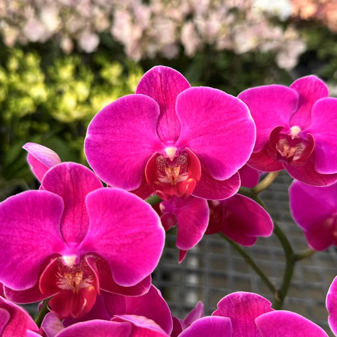 成功【红豆杉】蝴蝶兰精致花卉盆栽四季植物