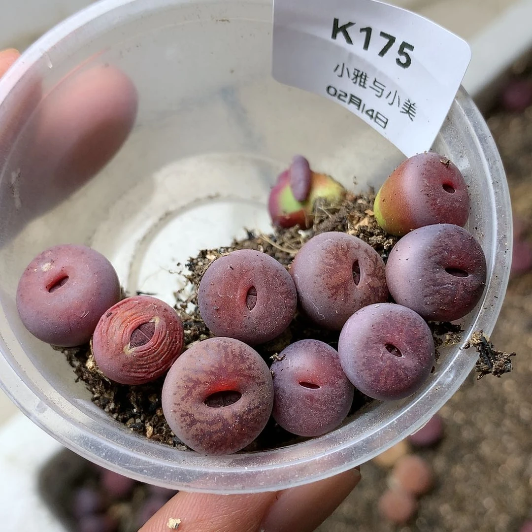 吴*蝎K175的人多肉植物