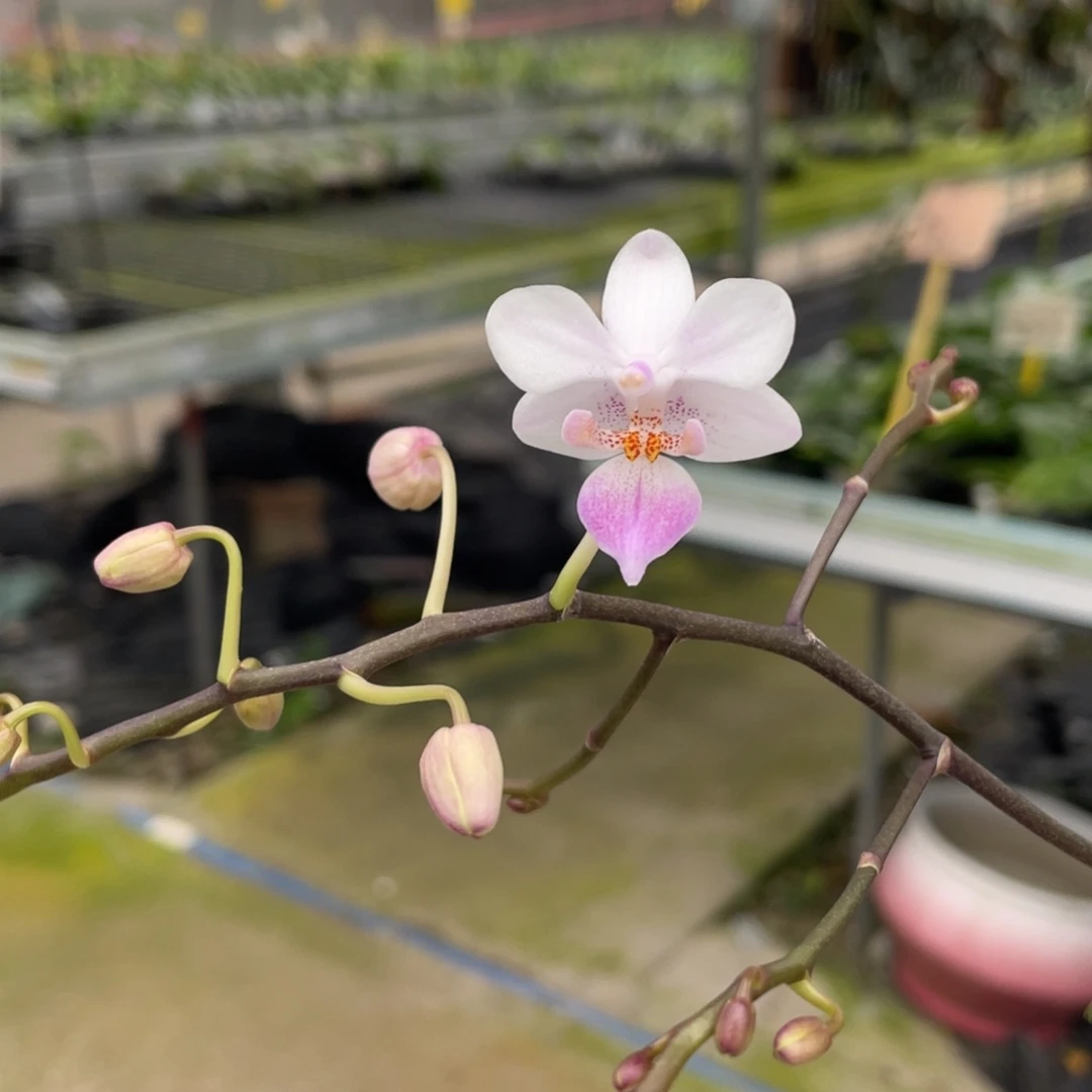 当前无花栽培后可以开花