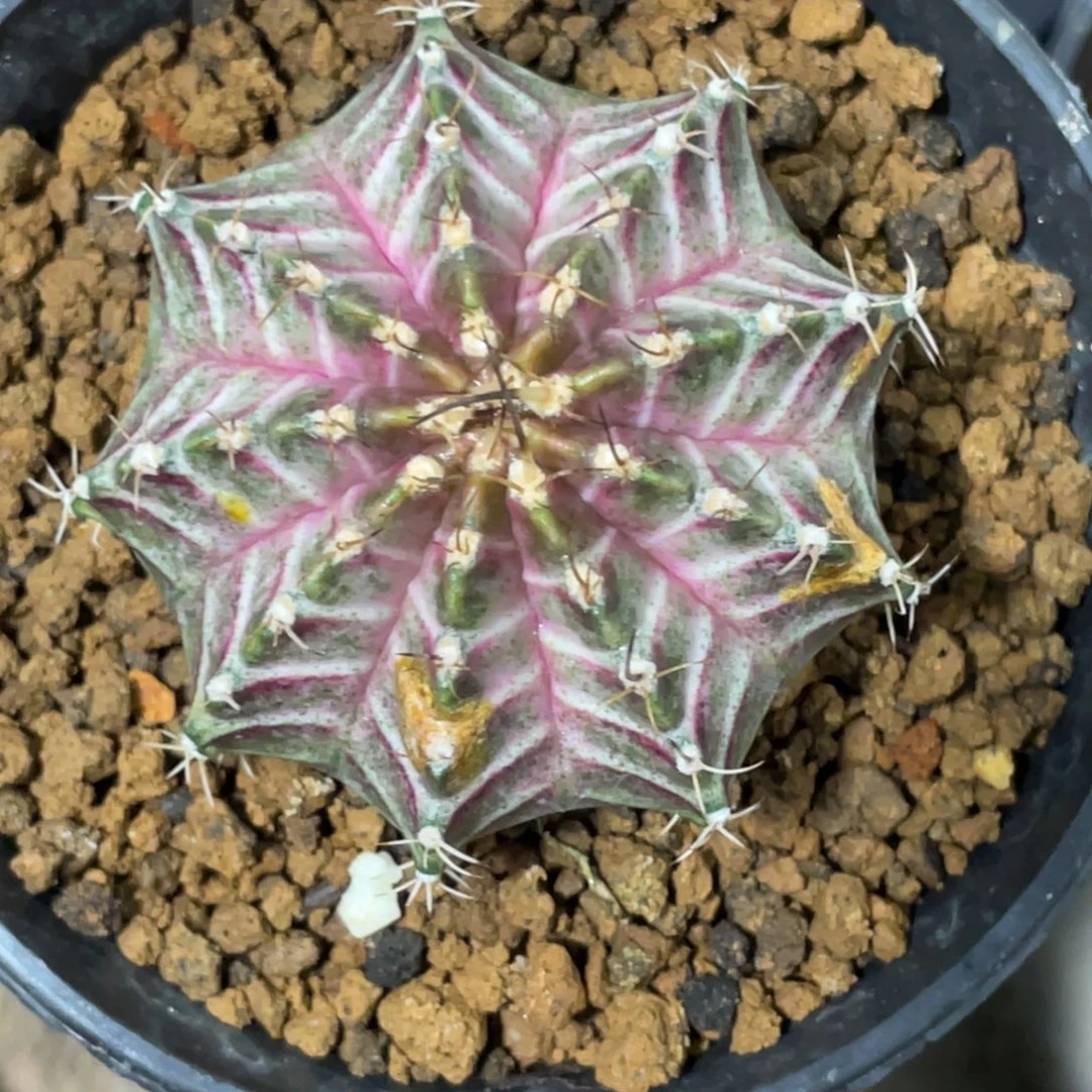 当前无花朵，栽培后可花朵肋骨轮回，干点价