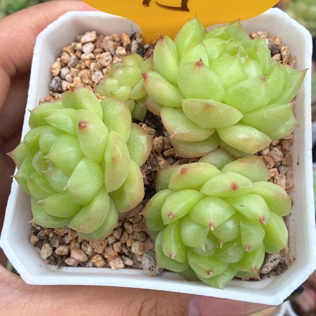 灯泡珍妮可拍515号。