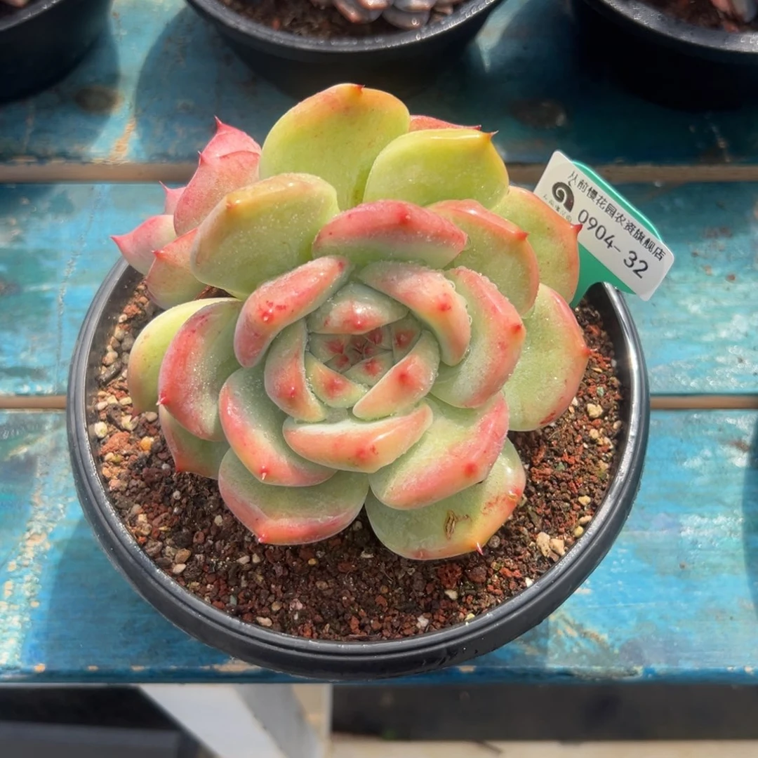 多***多多肉一物一拍0904-32