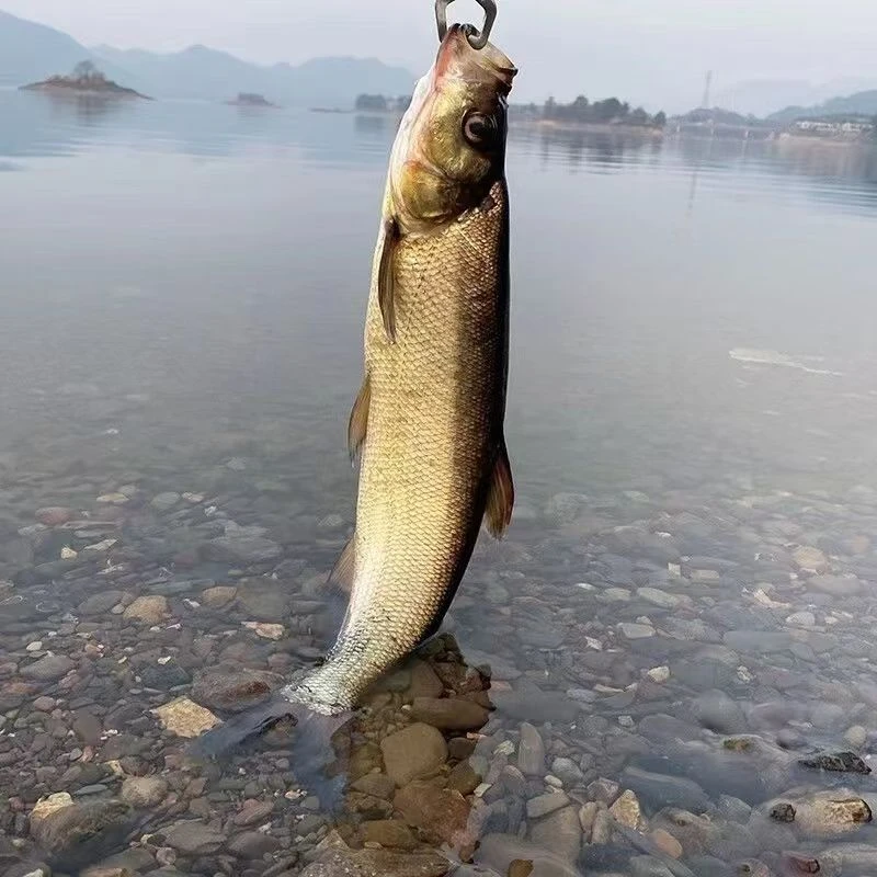 翘嘴鱼东北冷水岛子鱼 淡水翘嘴鱼大白鱼顺丰冷链包邮 坏烂包赔