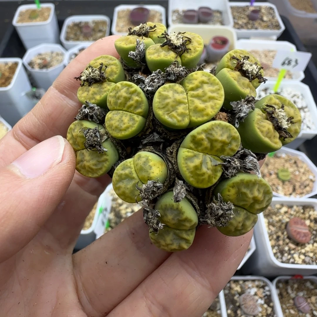 黄鸣玄群生福利30包邮