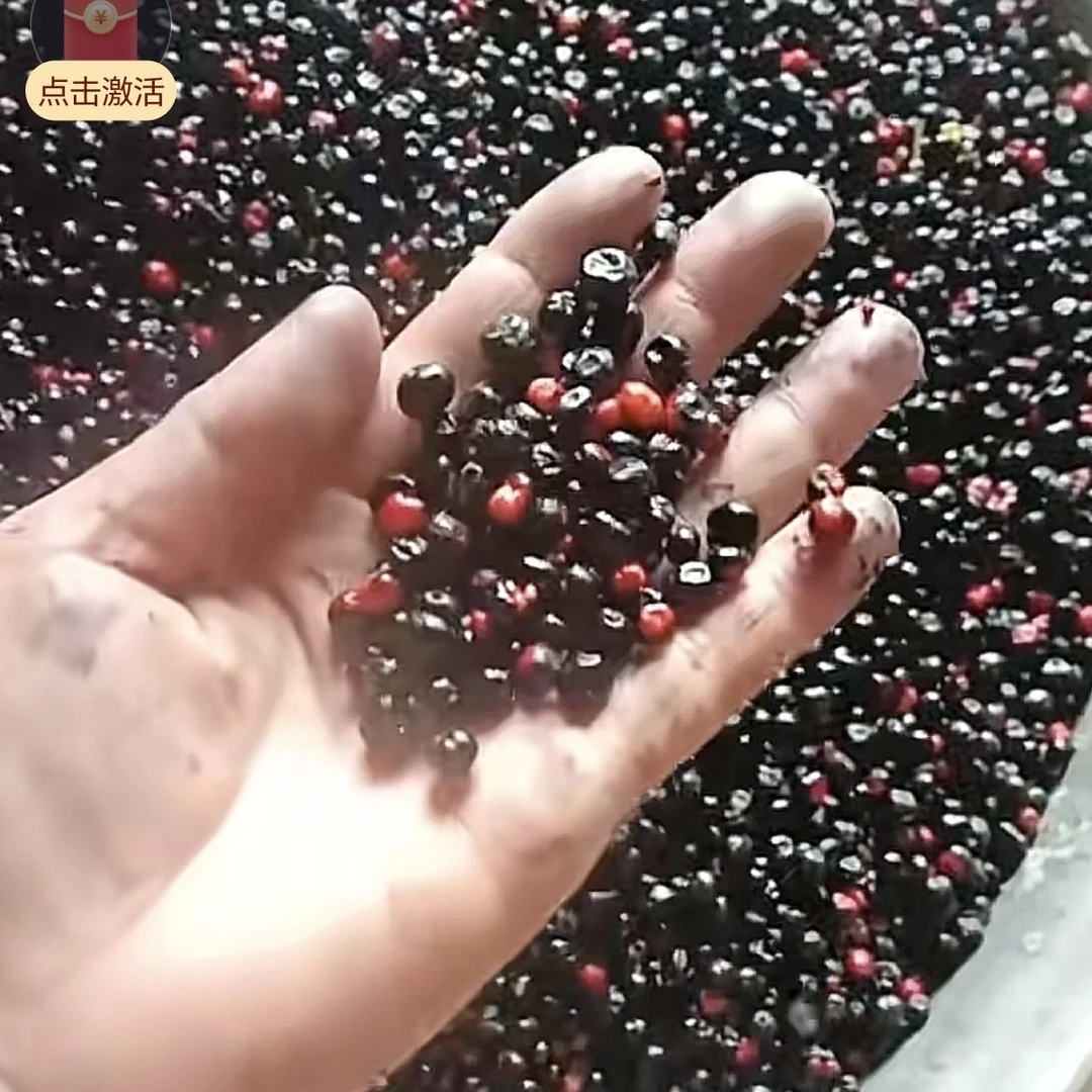 云南高厂量竹节参种子颗粒发货一市斤可出6000到8000