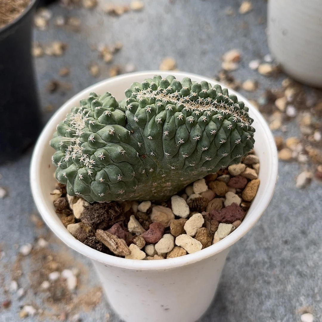 实生菊水缀化仙人球一物一拍