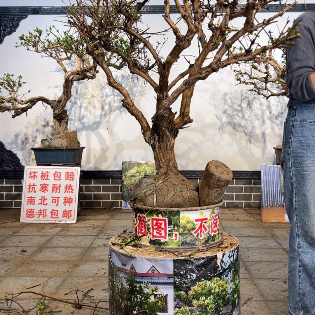 完全开放金银花开花39858998