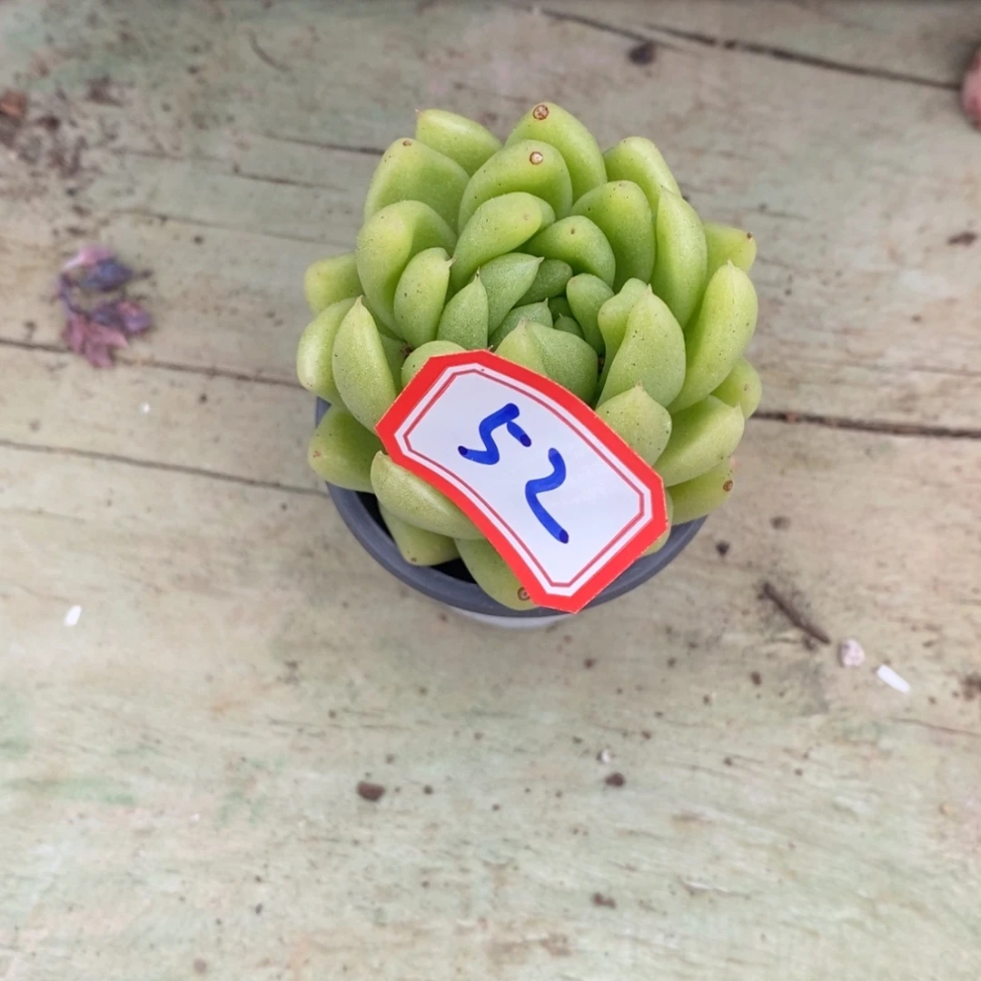 西**心一物一拍金啦52