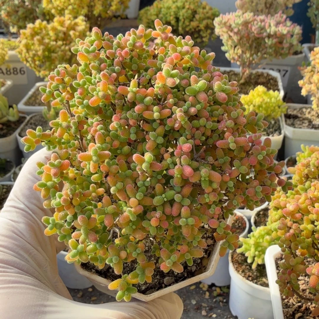 梓***琪A973蜜橘糖球枝干